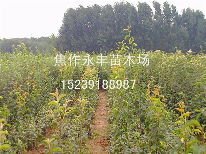 苗木