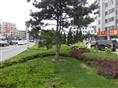 提供：街道绿化工程|道路绿化工程|公路街道绿化工程|辽宁绿化工程公司