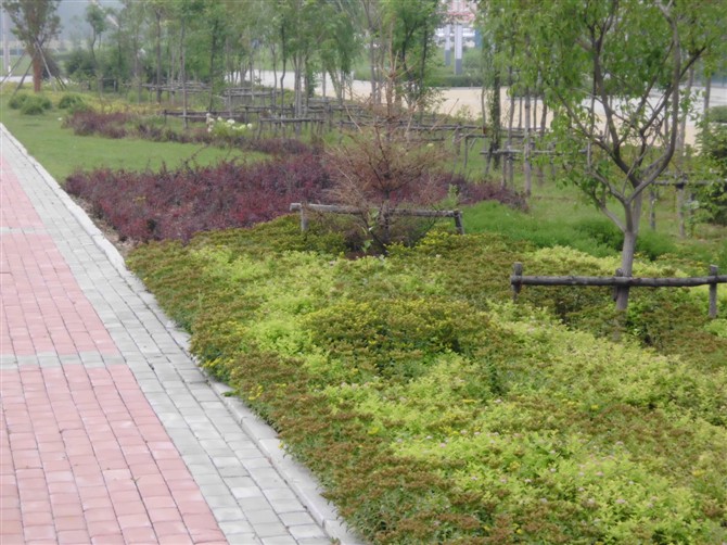 道路绿化工程实例-辽宁哪里有做道路绿化工程的公司-绿化工程公司 