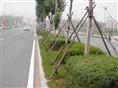 辽宁某公路绿化工程实例|辽宁公路绿化工程|辽宁公路绿化工程公司