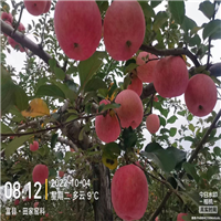 红富士苹果的特点