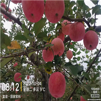 红富士苹果品种介绍