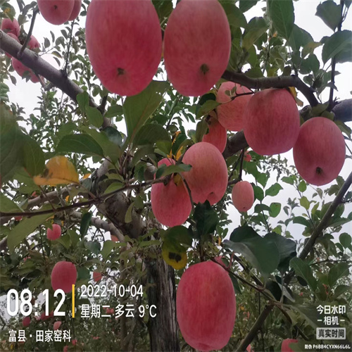 红富士苹果的特点