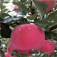 白水苹果代办联系方式