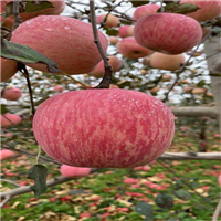 西安苹果官方