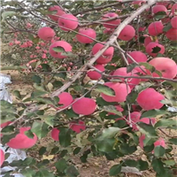 延安苹果代收