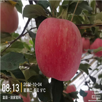 陕西红富士苹果