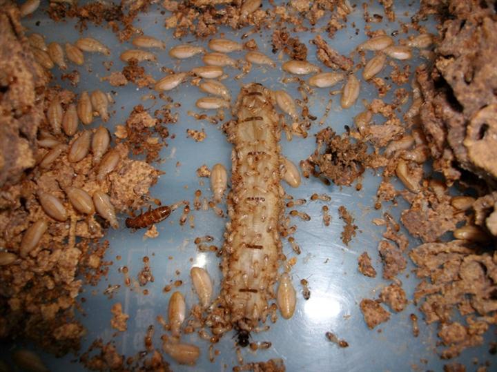 怀化市小蓝猫专业灭鼠杀虫公司