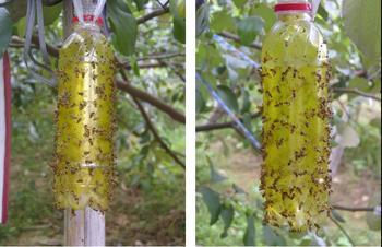 怀化害虫防治&怀化害虫防治电话