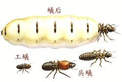 怀化市小蓝猫专业灭鼠杀虫公司
