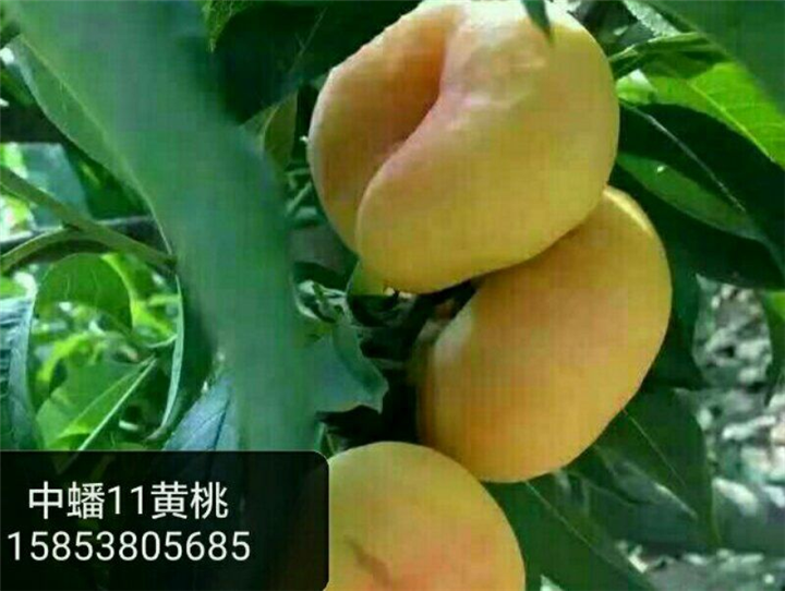 山东黄桃苗 