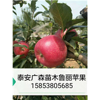 山东苹果苗