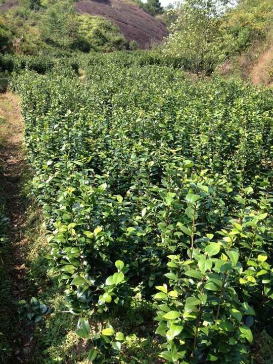 茶花-江西茶花-江西茶花价格-1