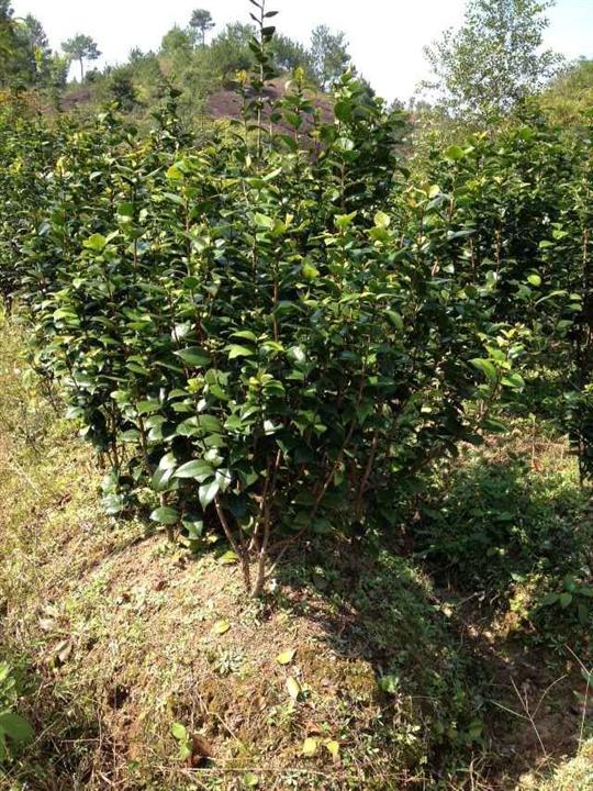 茶花-江西茶花-江西茶花价格