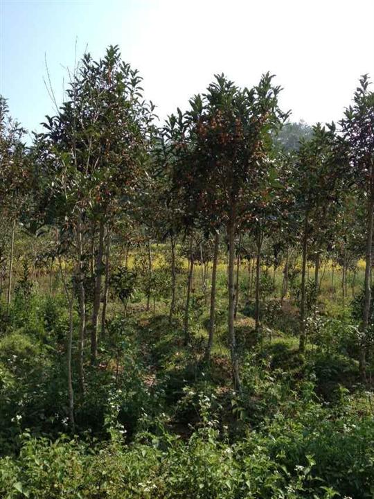 丹桂基地，江西丹桂园，丹桂批发-4