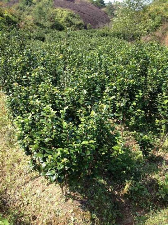 茶花-江西茶花-江西茶花价格-2