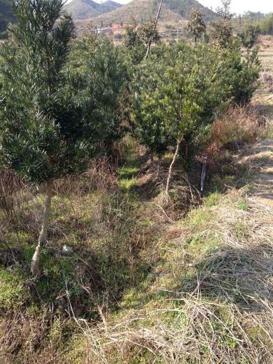 罗汉松，江西罗汉松&罗汉松批发-1
