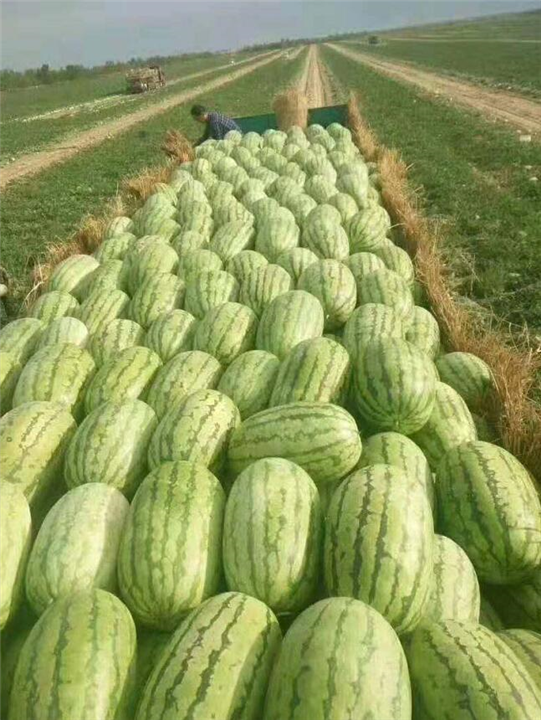 新疆西瓜代办