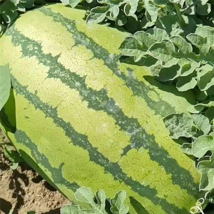 新疆西瓜代办
