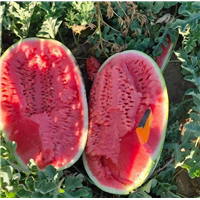 新疆西瓜代办
