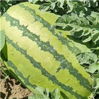 新疆西瓜代办代发