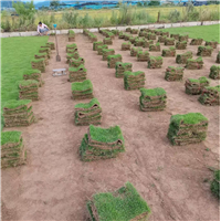 福建福州草皮基地江西上饶草皮基地