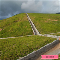 福州草皮基地福州马尼拉草