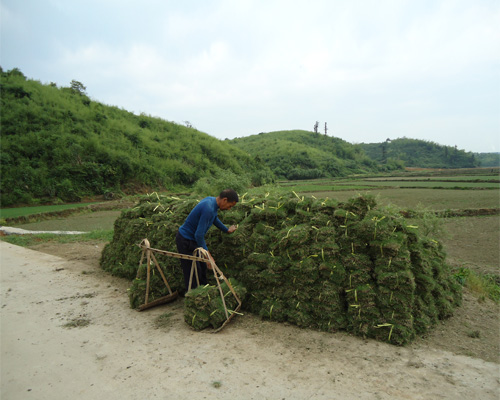 草皮贴图/草皮砖/草皮种植/福州承接草皮种植
