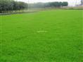 福建马尼拉草皮-【福建马尼拉草皮公司】福建马尼拉草皮销售