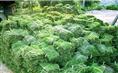 草皮种植/福州承接草皮种植/福州草皮基地公司