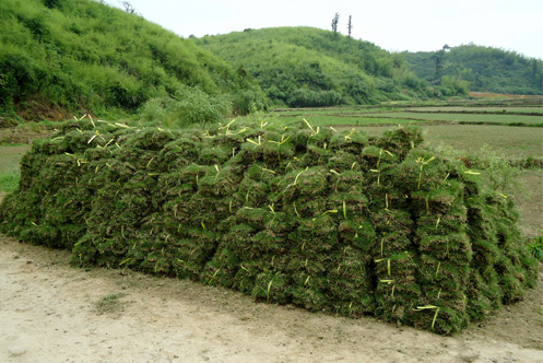 草皮种类/福州承接绿化工地/宁德草皮