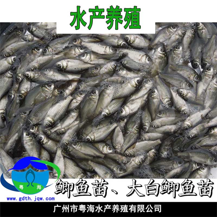 鲫鱼苗-白鲫鱼苗-腾海大白鲫鱼 