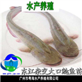 杂交大口鲶鱼苗-长江大口鲶鱼苗-鲶鱼苗 