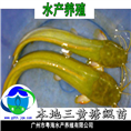 本地塘虱鱼苗—胡子鲶鱼苗|本地塘鲺鱼苗 