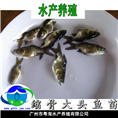缩骨大头鱼苗-缩骨鳙鱼苗-大头鱼苗 