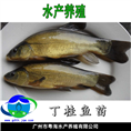 欧洲丁桂鱼苗-丁贵鱼苗 