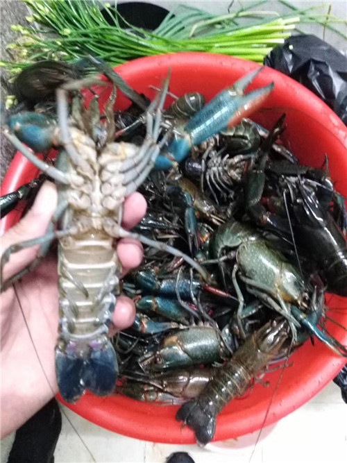 澳洲龙虾苗批发|澳洲龙虾苗供应