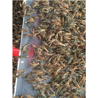 供应淡水龙虾苗|淡水龙虾苗供应
