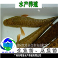 黑鱼苗、杂交生鱼苗、斑鱼苗、优质生鱼苗 