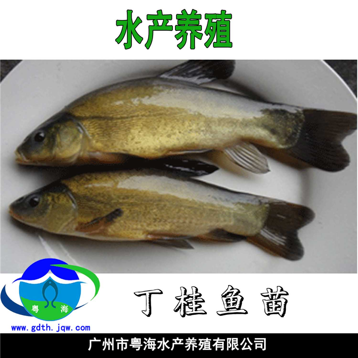 欧洲丁桂鱼苗-丁贵鱼苗 