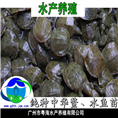 供应广东甲鱼苗-中华鳖品系|甲鱼苗冬苗 