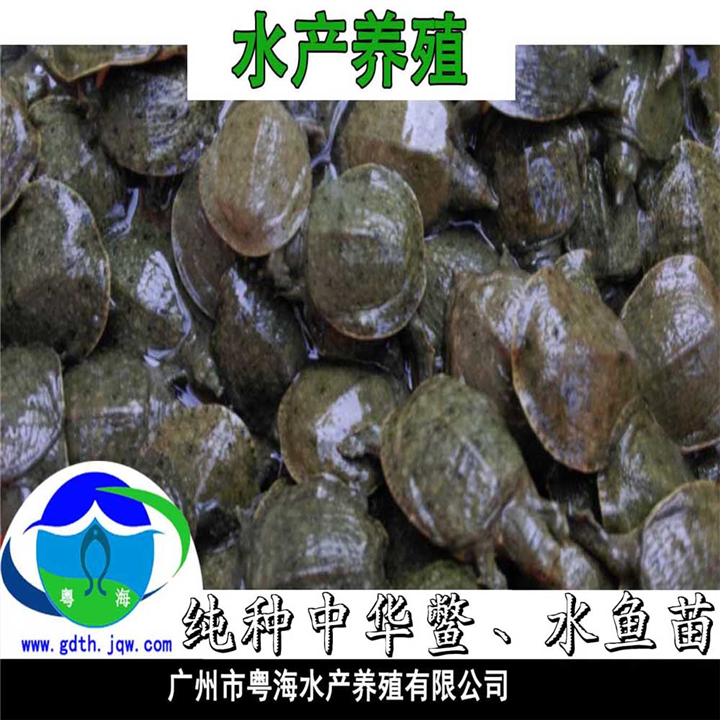 供应广东甲鱼苗-中华鳖品系|甲鱼苗冬苗 
