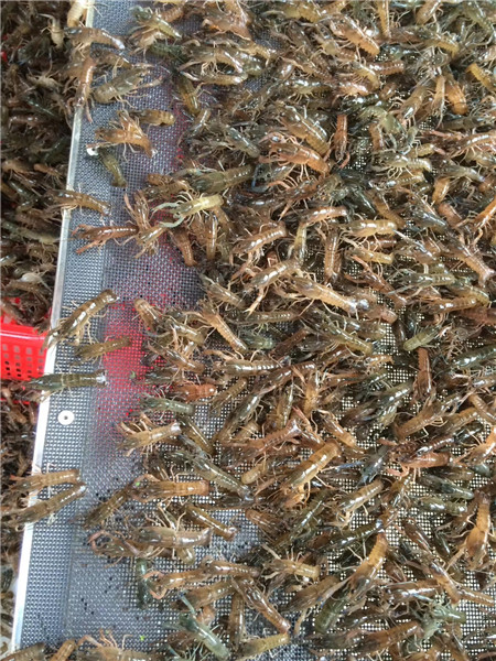 供应淡水龙虾苗|淡水龙虾苗供应