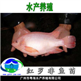 红罗非鱼苗、彩红绸鱼苗、罗非鱼、 