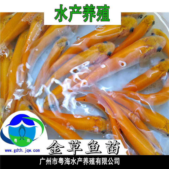 优质金草鱼苗|金草鱼苗批发| 