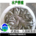 三角鲂鱼苗-三角方鱼苗|三角边鱼苗 