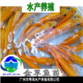 优质金草鱼苗|金草鱼苗批发| 
