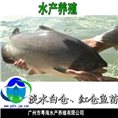 淡水白鲳鱼苗（白鲳鱼苗） 