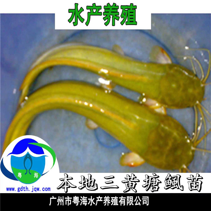 本地塘虱鱼苗—胡子鲶鱼苗|本地塘鲺鱼苗 