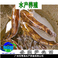 泰国笋壳鱼苗-笋壳鱼苗|良种笋壳鱼苗 